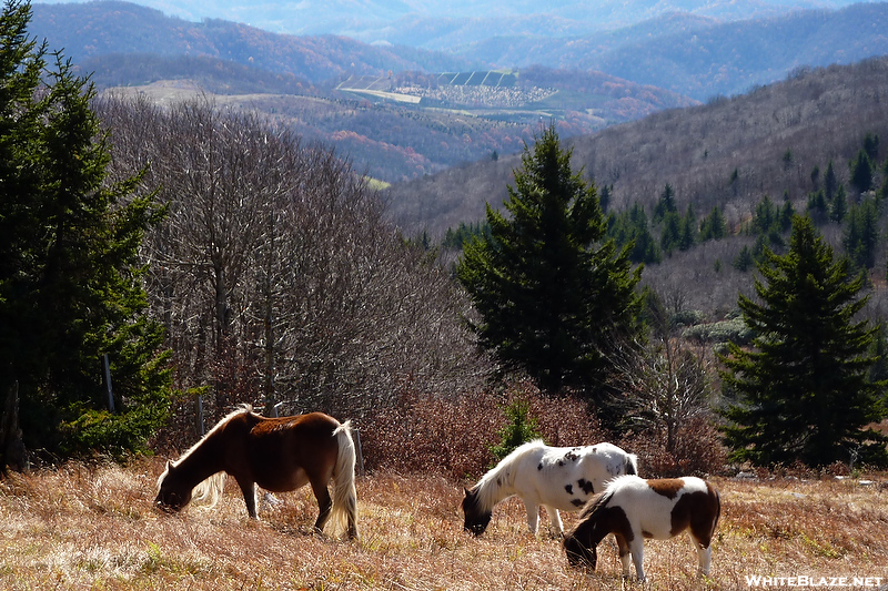 Hiking At Mt Rogers, Va, October 2010