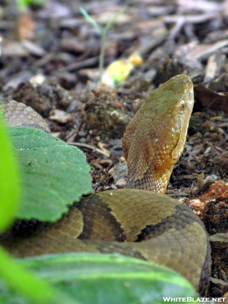 Copperhead In The Garden