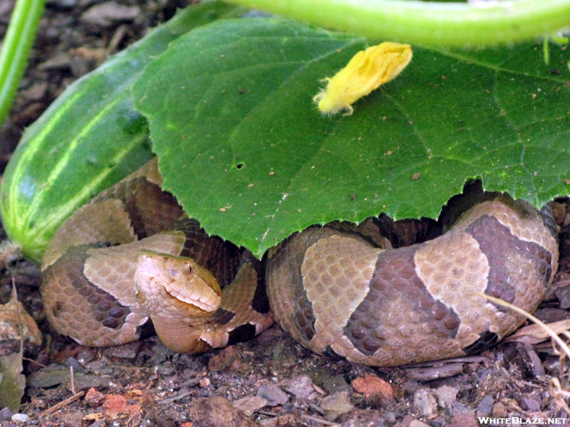 Copperhead In The Garden