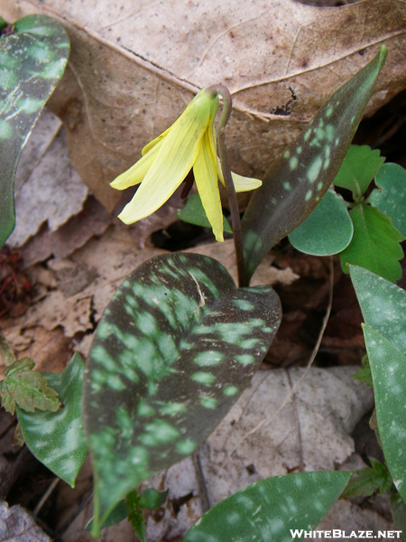 Trout Lily