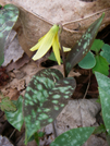 Trout Lily by bigcranky in Flowers