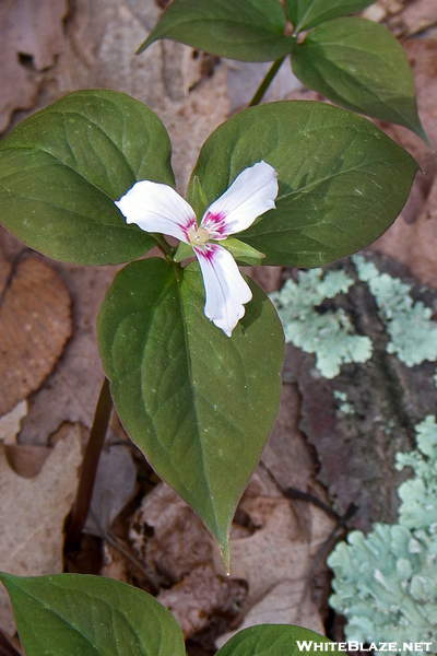 Trillium