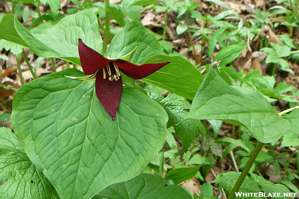 Trillium