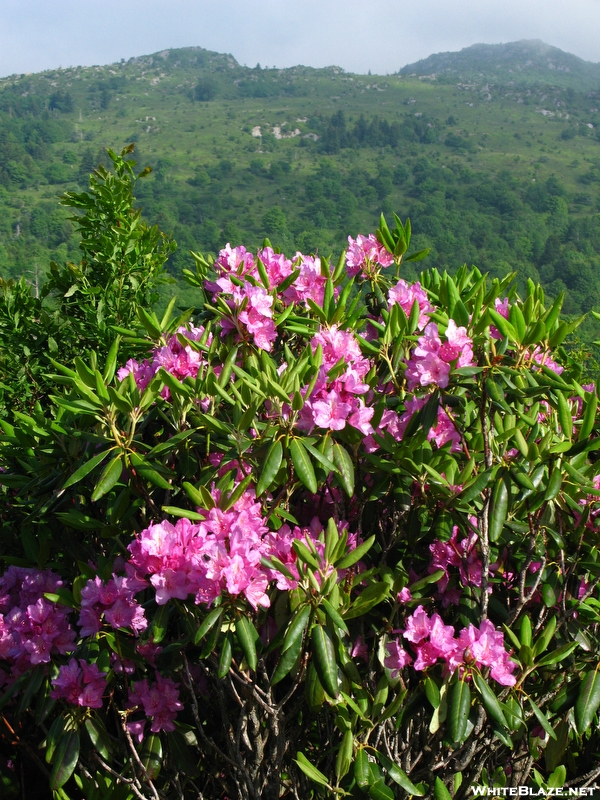 Rhododendron