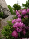 Rhododendron Gap