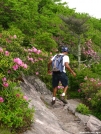 Rhododendron Gap