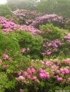 Rhododendron Gap by bigcranky in Views in Virginia & West Virginia