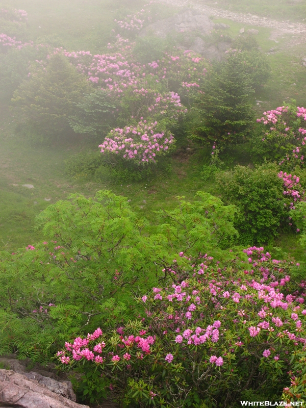 Rhododendron Gap