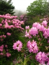 Rhododendron Gap by bigcranky in Views in Virginia & West Virginia