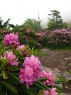 Rhododendron Gap