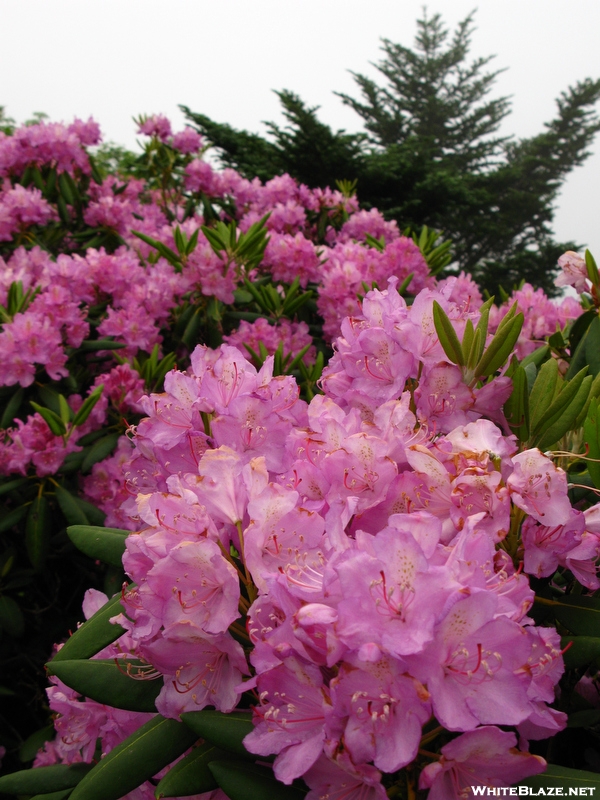 Rhododendron Gap