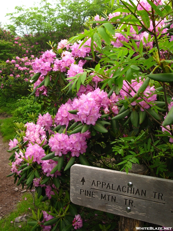 Rhododendron Gap