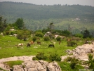 Wild Horses by bigcranky in Views in Virginia & West Virginia