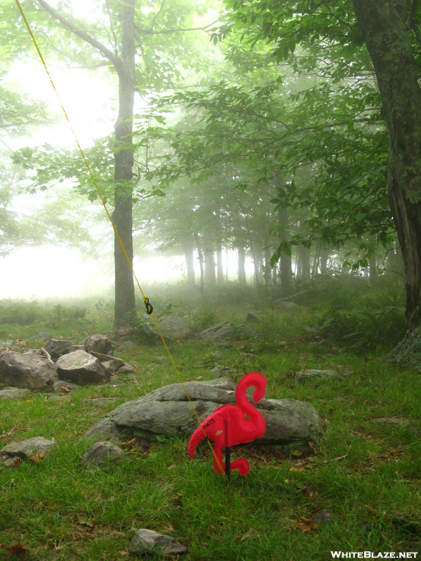 Flamingos in the Mist