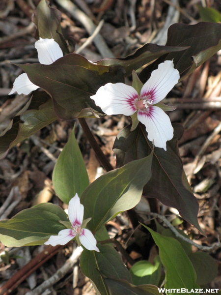 Trillium