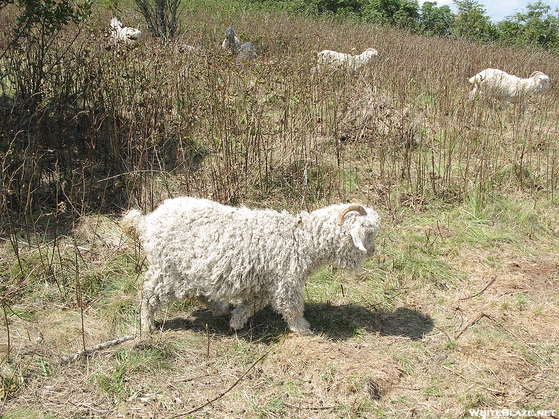 Roan Highlands Goats