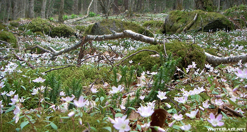 Spring Beauties