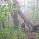 GSMNP by jburgasser in Section Hikers