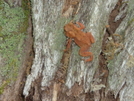 Georgia, North Carolina, 2010, 2011 by jburgasser in Section Hikers