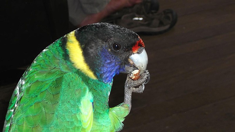 28 parrot at drv medium