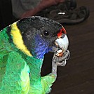 28 parrot at drv medium
