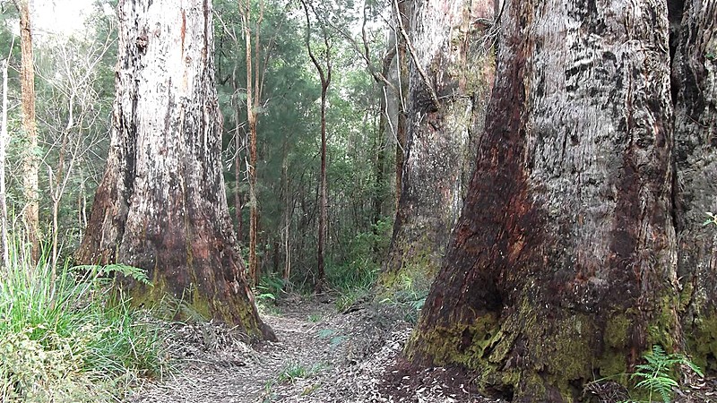 a walk with the ents medium