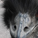 emus are intense medium