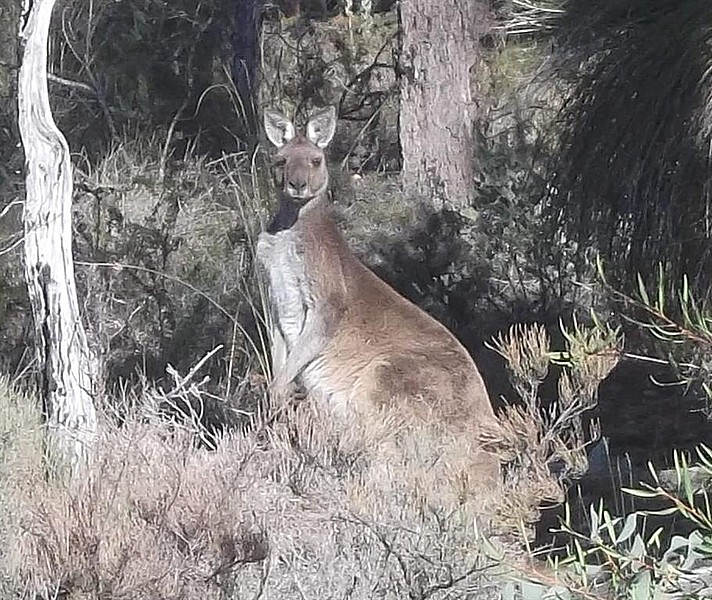 Kangaroo on day hike 25thAug