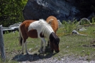 Mt. Rogers, Grayson Highlands VA by StarLyte in Views in Virginia & West Virginia