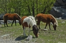 Mt. Rogers, Grayson Highlands VA