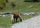 Mt. Rogers, Grayson Highlands VA by StarLyte in Views in Virginia & West Virginia