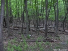 AT forest area at Blackburn Trail Center