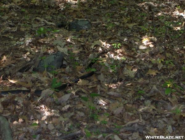 Black snake at Blackburn Trail Center