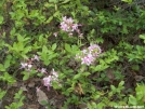 Wild Columbine on the AT south of Pine Grove Furnace State Pk