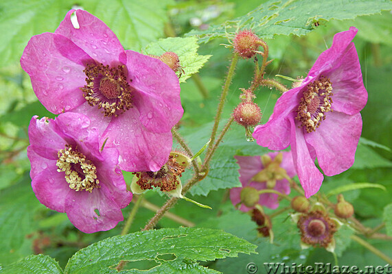 Purple-flowering Raspberry