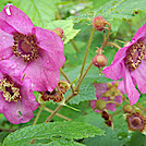 Purple-flowering Raspberry by fudgefoot in Trail & Blazes in North Carolina & Tennessee