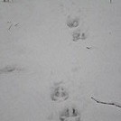 COYOTE TRACKS by Mariano in Other