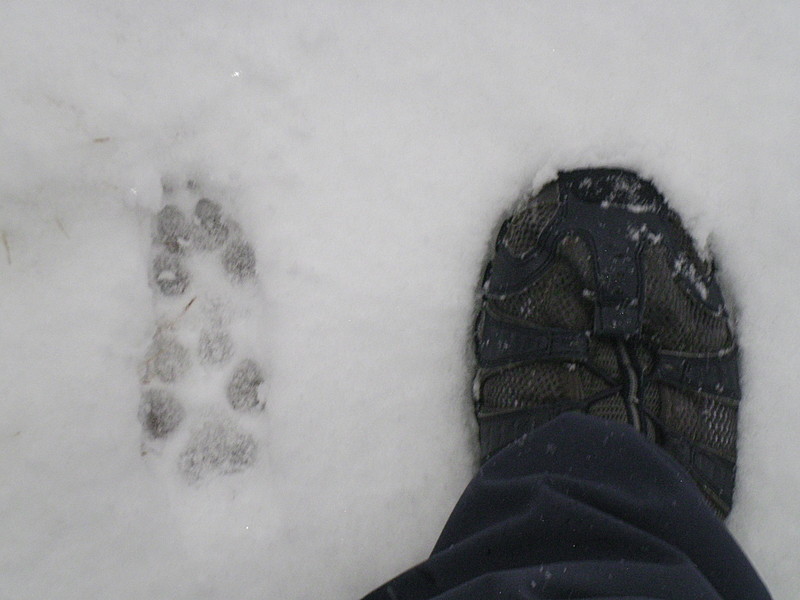 COYOTES ON THE TRAIL..