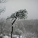 HEART TREE by Mariano in Trail & Blazes in New Jersey & New York