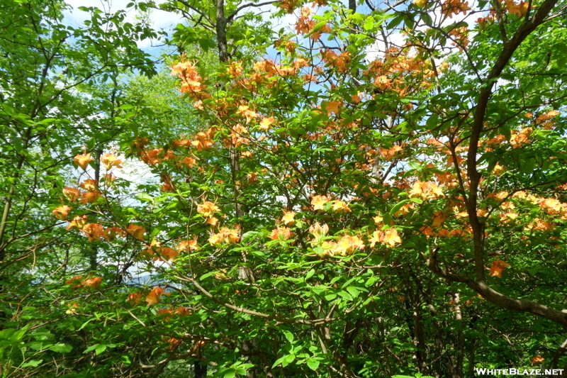 Flowers Along The At