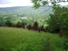 Burned trees in VA by mountaineer in Trail & Blazes in Virginia & West Virginia