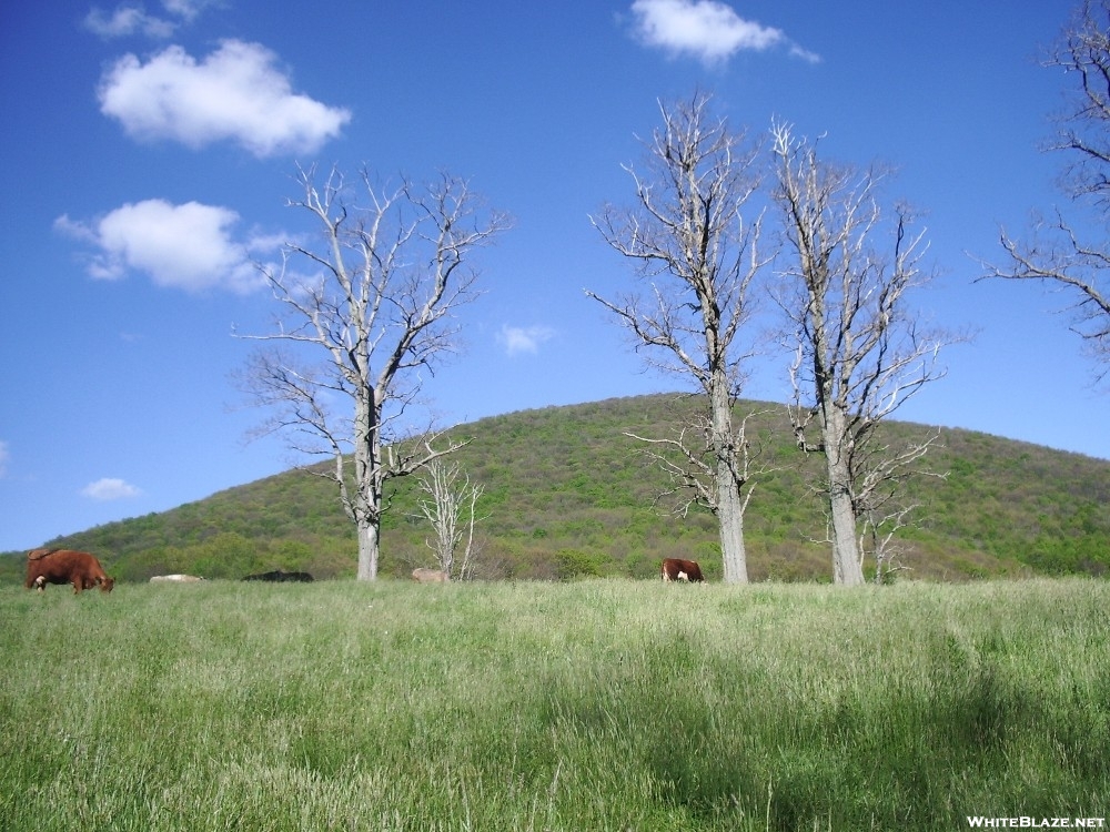 Cows on hill VA