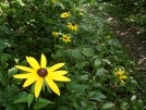 Black eyed susans by mountaineer in Flowers