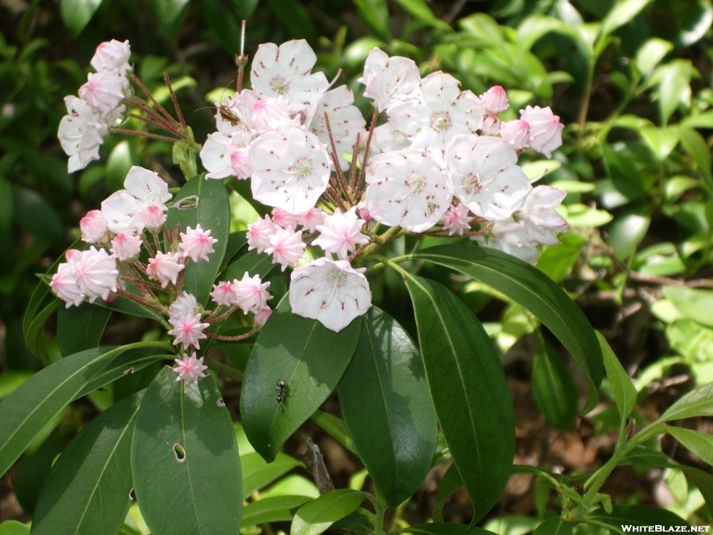 Mountain Laurel