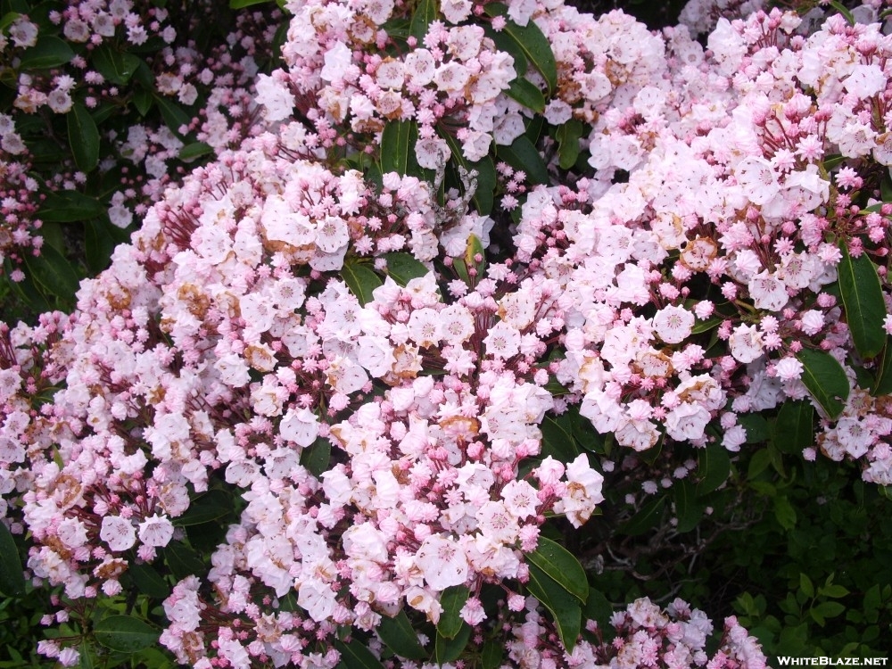 Mountain Laurel 2