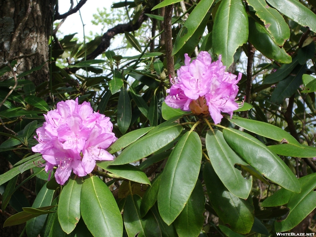 Rhododendren