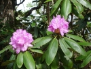 Rhododendren by mountaineer in Flowers