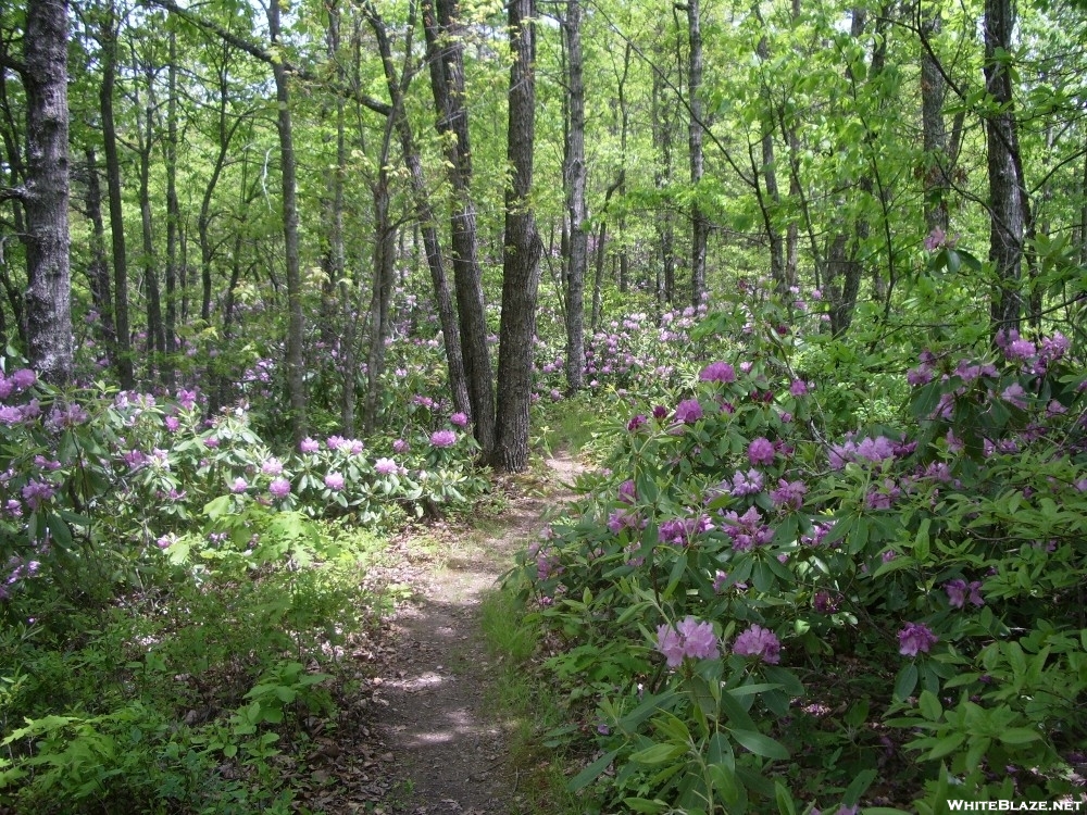Rhodendren covered trail