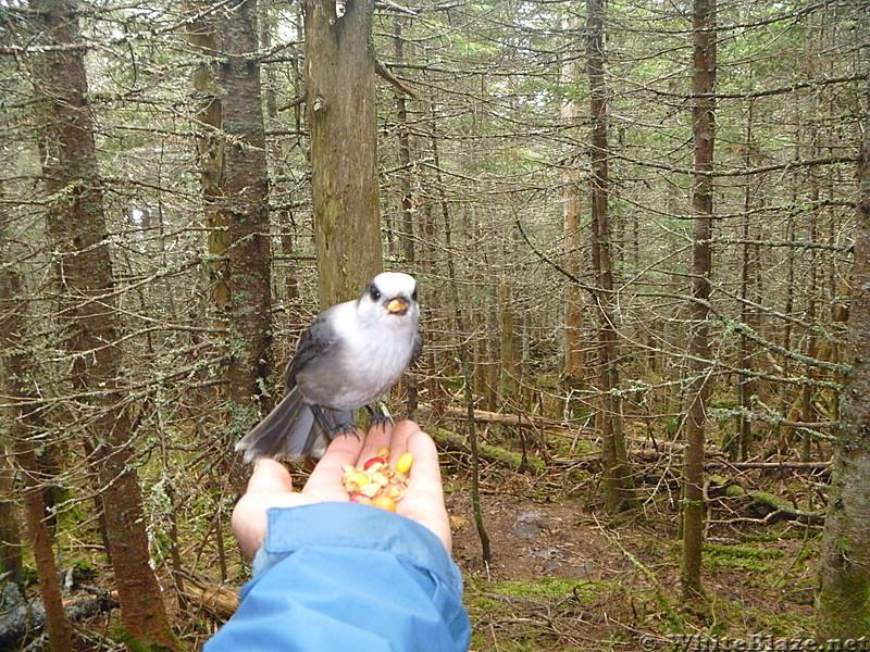 Canadian Jay