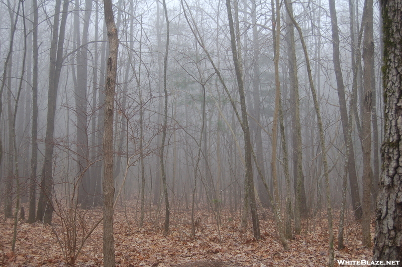 Foggy Forest